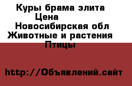 Куры брама элита › Цена ­ 2 000 - Новосибирская обл. Животные и растения » Птицы   